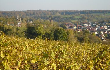 Rundwanderung entlang von Streuobstwiesen und Reben auf den Michaelsberg | © Land der 1000 Hügel - Kraichgau-Stromberg