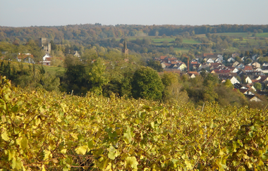Rundwanderung entlang von Streuobstwiesen und Reben auf den Michaelsberg | © Land der 1000 Hügel - Kraichgau-Stromberg