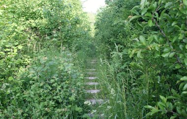 Stillgelegte Bahnstrecke am Kulturweg; überwuchert von Büschen und Gräsern | © Petra Natzkowski