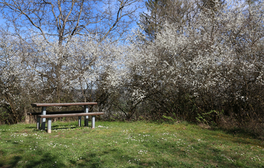 hölzerne Sitzgruppe vor weiß blühenden Büschen am Kulturweg im Frühling