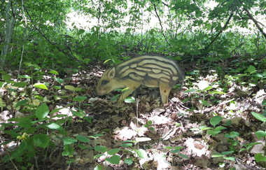 Frischling im Unterholz am Pirschpfad, mit der Schnauze in Blättern wühlend | © Stadt Gaildorf