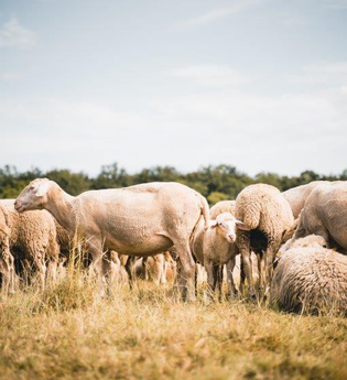 Rundwanderweg 3 Jägerhaus - Waldheide