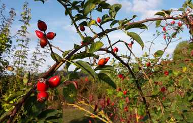 Rosenranke mit roten Hagebutten am Kieselberg im Herbst | © Petra Natzkowski