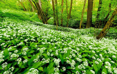 Rundwanderweg 5 - Gaffenberg - Schweinsberg - Köpfertal