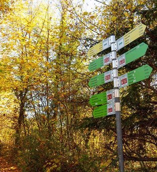 Wegweiser mit zwei gelben und sechs grünen Wegwegzeichen, Bäume mit gelbem Herbstlaub am Wegesrand | © Stadt Gaildorf