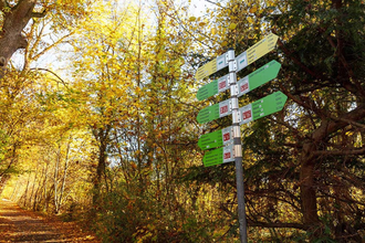 Wegweiser mit zwei gelben und sechs grünen Wegwegzeichen, Bäume mit gelbem Herbstlaub am Wegesrand | © Stadt Gaildorf
