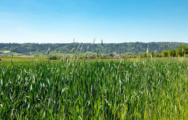 Rundwanderweg 5 Rund um den Kieselberg