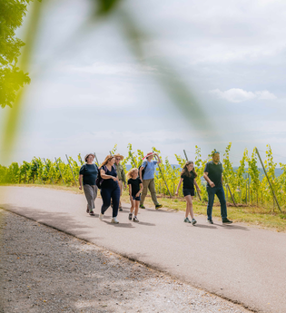 Wandergruppe wandert in den Weinbergen | © Hohenloher Perlen