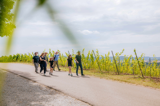 Wandergruppe wandert in den Weinbergen | © Hohenloher Perlen