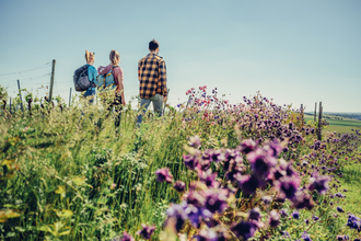 Wandern in den Weinbergen bei Lauffen | Lauffen am Neckar | © Touristikgemeinschaft HeilbronnerLand e.V.
