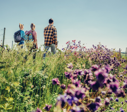 Wandern in den Weinbergen bei Lauffen | Lauffen am Neckar | © Touristikgemeinschaft HeilbronnerLand e.V.