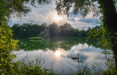 Seeloch im Naturschutzgebiet "Alte Neckarschlinge" | Lauffen am Neckar | HeilbronnerLand | © Stadt Lauffen am Neckar