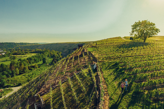 Wandern in den Katzenbeißer-Steillagen | © Touristikgemeinschaft HeilbronnerLand e.V.