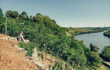 Katzenbeißer Steillagen mit Blick auf den Neckar | Lauffen am Neckar | HeilbronnerLand | © Touristikgemeinschaft HeilbronnerLand e.V.