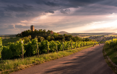 Blick über die Weinberge zur Burg Hohenbeilstein | © Touristikgemeinschaft HeilbronnerLand e.V.