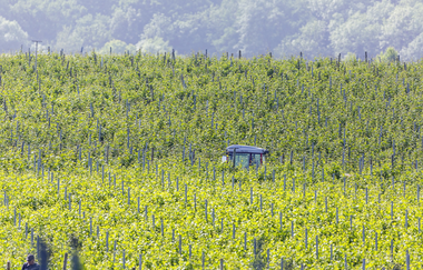 Weinberge in Talheim | © Arnulf Hettrich/Fnoxx | Gemeinde Talheim
