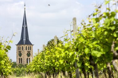 Talheim und seine Weinberge