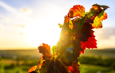 Weinrebe im Gegenlicht der Sonne