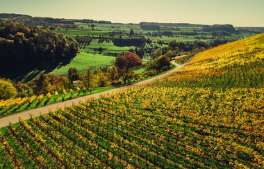 Wein & Waldlandschaft bei Beilstein | © Touristikgemeinschaft HeilbronnerLand e.V.