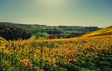 Herbstliche Landschaft bei Beilstein | © Touristikgemeinschaft HeilbronnerLand e.V.