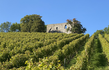 Burgruine Helfenberg | Ilsfeld | HeilbronnerLand | © Gemeinde Ilsfeld