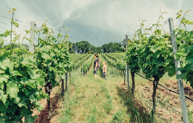 Wanderer am Weinberg Wartkopf | © Touristikgemeinschaft HeilbronnerLand e.V.