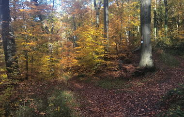 SD2 - Sternenfelser Waldrundweg