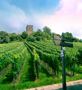 SD3 - Erkundungstour durch Sternenfels | © Land der 1000 Hügel - Kraichgau-Stromberg
