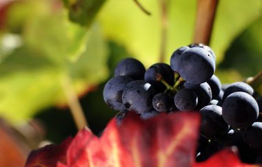 Seenweg – Von See zu See | © Touristikgemeinschaft HeilbronnerLand e.V.