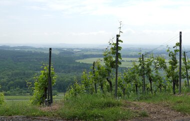 SH2 - Hohenhaslacher Genuss-Weg | © Stadt Sachsenheim