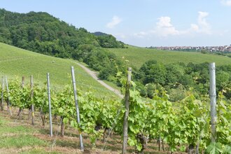 SH3 - Hohenhaslacher Wein-Wald-Weg | © Stadt Sachsenheim