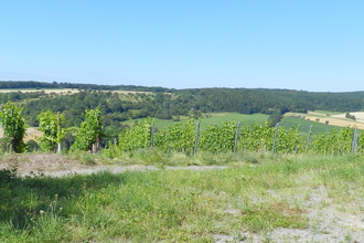 SH5 - Häfnerhaslacher Wald- und Seeweg (große Runde) | © Stadt Sachsenheim