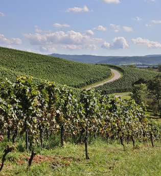 Grüne Weinberge bei sonnigem Wetter | © Touristikgemeinschaft Hohenlohe e. V.  | Andi Schmid