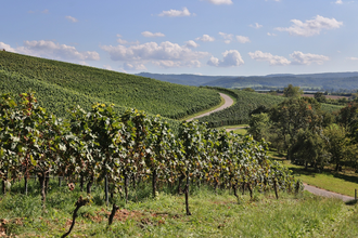Grüne Weinberge bei sonnigem Wetter | © Touristikgemeinschaft Hohenlohe e. V.  | Andi Schmid