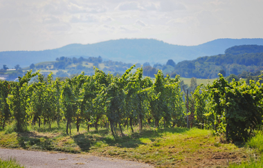 Grüne Weinreben in hügeliger Landschaft im Hintergrund. | © Touristikgemeinschaft Hohenlohe e. V.  | Andi Schmid