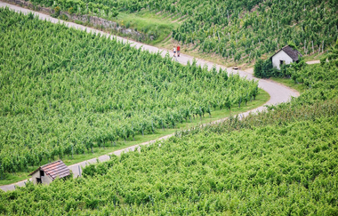 Wanderer in den grünen Weinbergen | © Touristikgemeinschaft Hohenlohe e. V. | Florian Trykowski