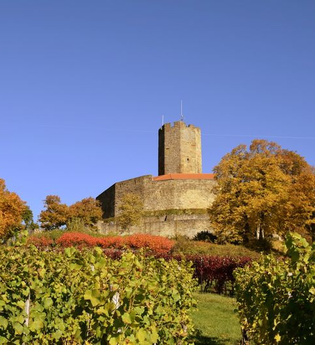 Blick über die Weinberge auf die Burg Steinsberg | © Stadt Sinsheim