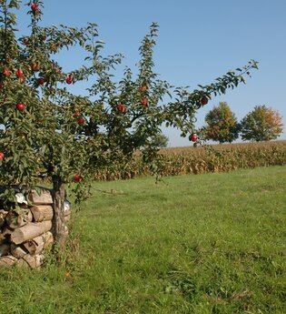 Streuobst- und Naturlehrpfade | © Touristikgemeinschaft HeilbronnerLand e.V.