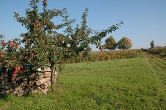 Streuobst- und Naturlehrpfade | © Touristikgemeinschaft HeilbronnerLand e.V.
