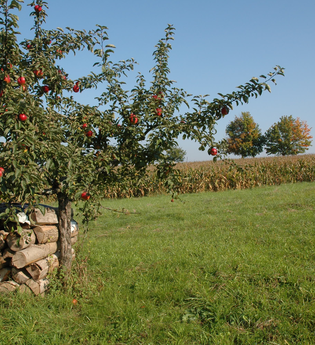 Streuobst- und Naturlehrpfade | © Touristikgemeinschaft HeilbronnerLand e.V.