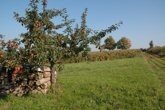 Streuobst- und Naturlehrpfade | © Touristikgemeinschaft HeilbronnerLand e.V.