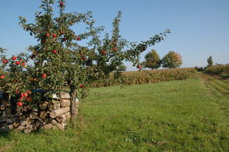 Streuobst- und Naturlehrpfade | © Touristikgemeinschaft HeilbronnerLand e.V.