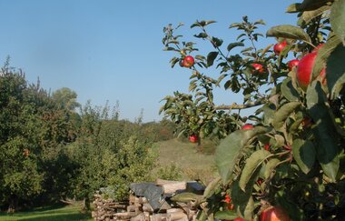 Streuobst- und Naturlehrpfade | © Touristikgemeinschaft HeilbronnerLand e.V.