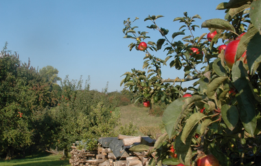 Streuobst- und Naturlehrpfade | © Touristikgemeinschaft HeilbronnerLand e.V.