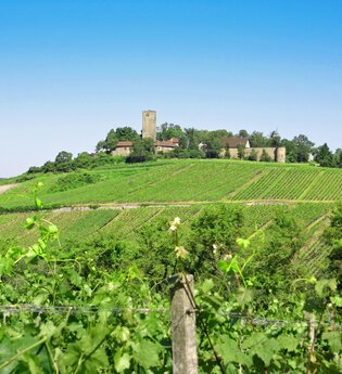 SU2 - Wandern zwischen Wein, Wald und Streuobstwiesen | © Land der 1000 Hügel - Kraichgau-Stromberg