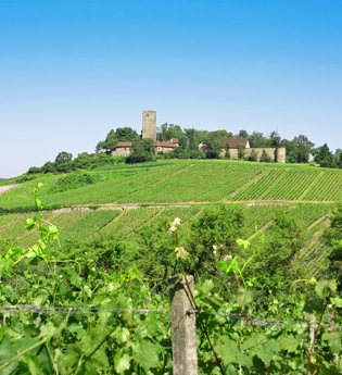 SU2 - Wandern zwischen Wein, Wald und Streuobstwiesen | © Land der 1000 Hügel - Kraichgau-Stromberg