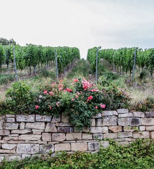 SU3 - Trockenmauer-Weg | © Land der 1000 Hügel - Kraichgau-Stromberg