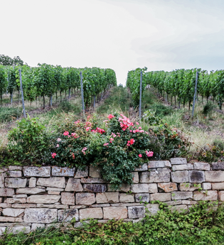 SU3 - Trockenmauer-Weg | © Land der 1000 Hügel - Kraichgau-Stromberg