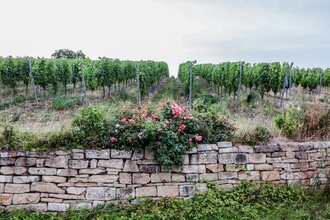 SU3 - Trockenmauer-Weg | © Land der 1000 Hügel - Kraichgau-Stromberg