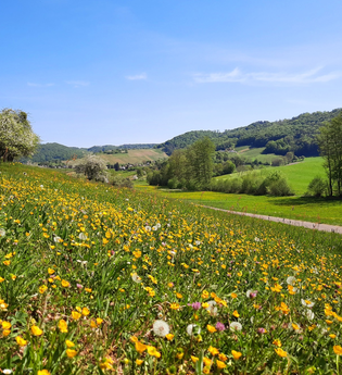 Teufelsteiner Runde | © Gemeinde Pfedelbach, Stephanie Rüdele